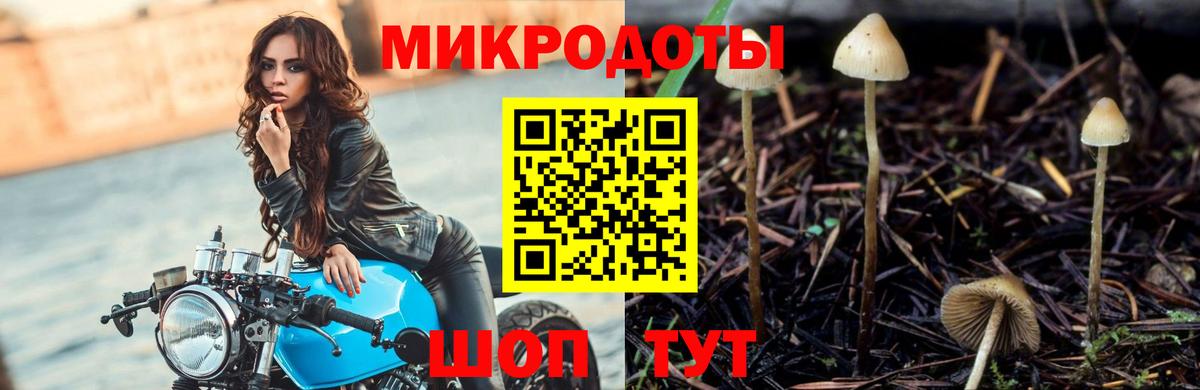 Псилоцибиновые грибы Cubensis Ейск